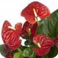 Anthurium Andreanum Grp. Sierra