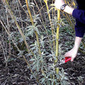 Buddleja snoeien