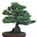 Bonsai stekken