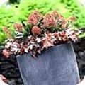 Sfeervolle winterbakbeplantingmet Skimmia