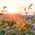 Het kiezen van een bloemenweide