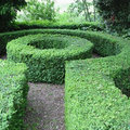 Buxus scheren