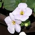 Sutera cordata of de Bacopa