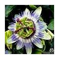 Passiflora caerulea - blauwe passiebloem als klimplant