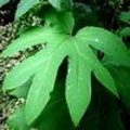 Tetrapanax papyrifer of rijstpapierplant in de tuin