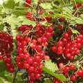 Aalbessen of Ribes rubrum