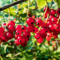 Zomersnoei bij (klein)fruit