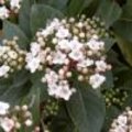 Viburnum tinus