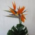 Creatie met Strelitzia