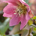 Helleborus: het assortiment en combinaties