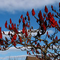 Rhus typhina - Fluweelboom, azijnboom.