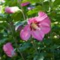 Hydrangea, Abelia en Hibiscus