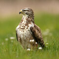 Soorten roofvogels in de tuin