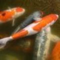 KHV of Koi Herpes Virus