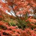 Herfstkleuren in de tuin