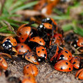 Nuttige insecten in de tuin