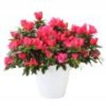 Azalea als kamerplant van de maand december