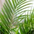 Areca kamerplant januari