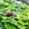 Tuintip -  ongedierte op komst.