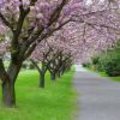 Tuintip -  De meimaand is begonnen