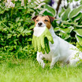 Een tuin die ook hondvriendelijk is?