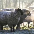 Tuintip -  Een witte kerst of niet