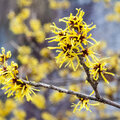 Tuintip -  Bescherming van wintergevoelige planten.