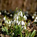 Tuintip -  Het blijft nat weer...