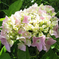 Tuintip -  Hydrangea snoeien.