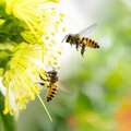 Tuintip -  Welkom lente!