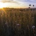 Biologische bodemverbetering met groenbemesters