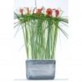 Decoratieve parallelschikking met Calla's