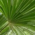 Chamaerops humilis of Europese dwergpalm