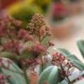 Skimmia boeit elk seizoen