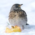 Natuurfotografie in de achtertuin