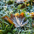 Tuintip - Eindelijk vorst na het natte weer!