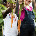 Eerst oogst in de moestuin