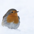 Vogels spotten en fotograferen in jouw tuin