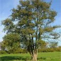 Alnus glutinosa, verliefd op zwarte els