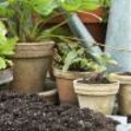 Moestuin in pot