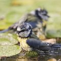 Tips voor een vogelvriendelijke tuin