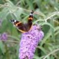 Vlinders in je tuin