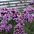 Bloemen voor vlinders: Verbena bonariensis