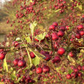 Siervruchten, kleuren de herfst