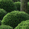 Buxus vervangen door Ilex crenata?