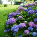 Tien weetjes over hortensia’s