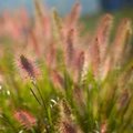 Siergras in de kijker, het Lampenpoetsersgras