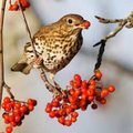 Vogels lokken