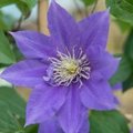 Clematis kleurrijke klimmer