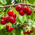 Fruitbomen beschermen tegen insecten